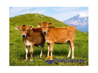Hydrolyzed Bovine Collagen
