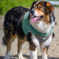 Cooling Vest Refresh for Dogs