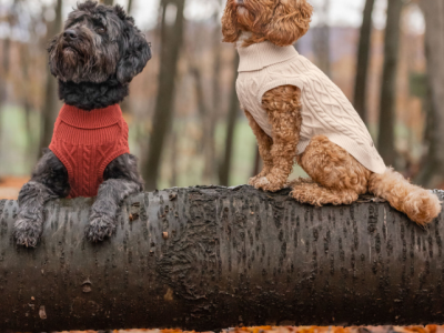 Dog Turtleneck Sweater