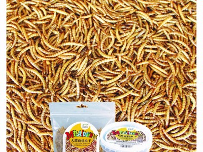 Dried Mealworms
