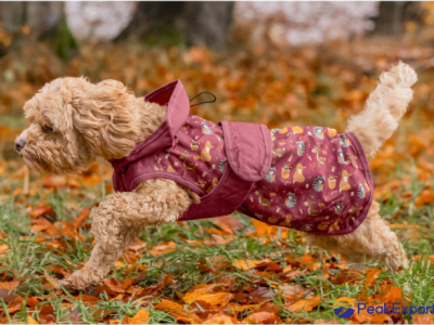 Dog Raincoat Pumpkin Spice