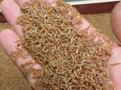 Mealworm