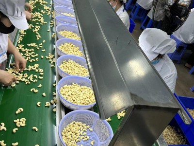 Raw Cashew Nuts