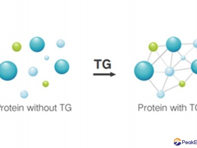 Transglutaminase