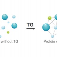 Transglutaminase